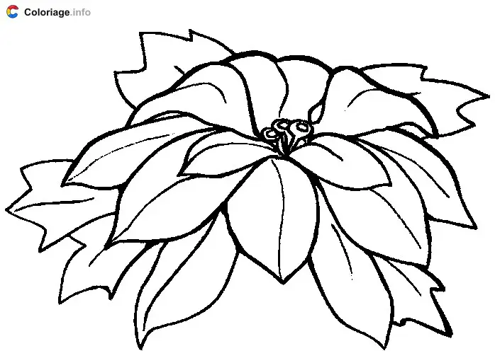 Coloriage Fleur de poinsettia - Plantes à imprimer