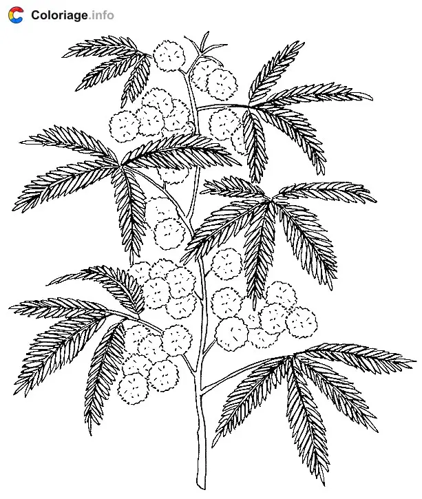 Coloriage Fleur et feuille de mimosa - Plantes à imprimer