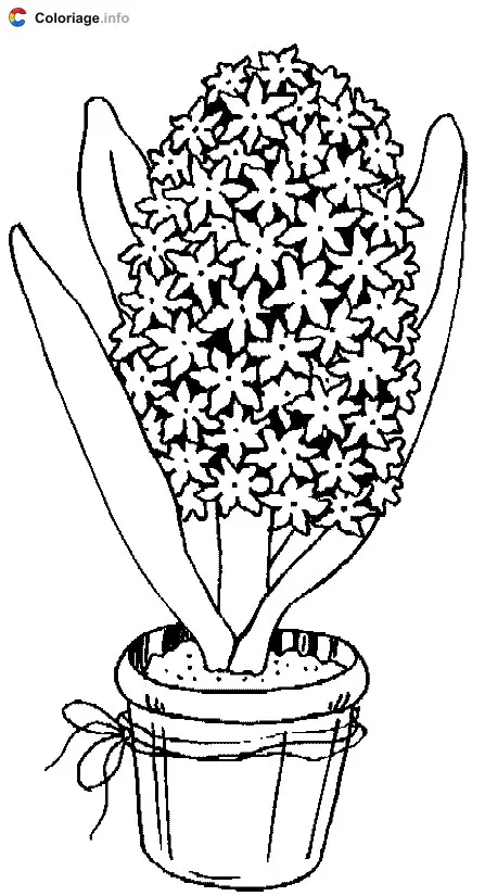 Coloriage Fleurs de jacinthe dans un pot de fleur - Plantes à imprimer