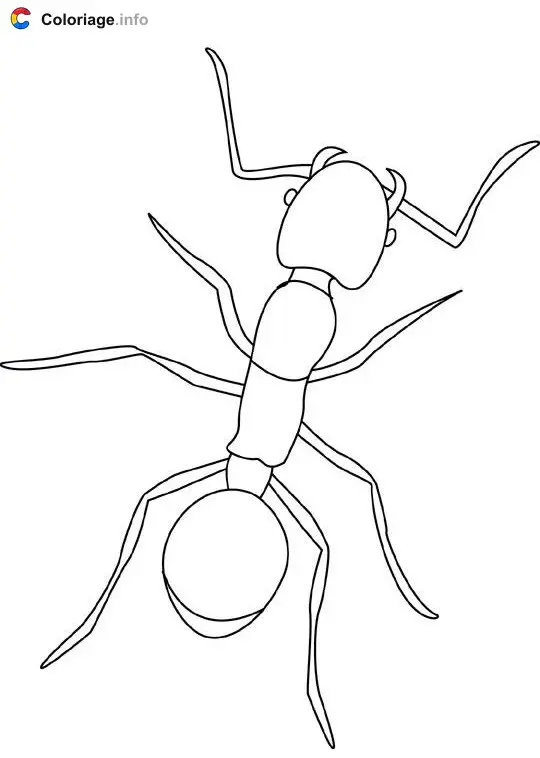 Coloriage Fourmi - Insectes à imprimer