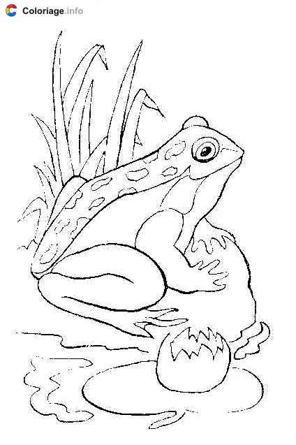Coloriage Grenouille près d'une mare - Grenouille à imprimer