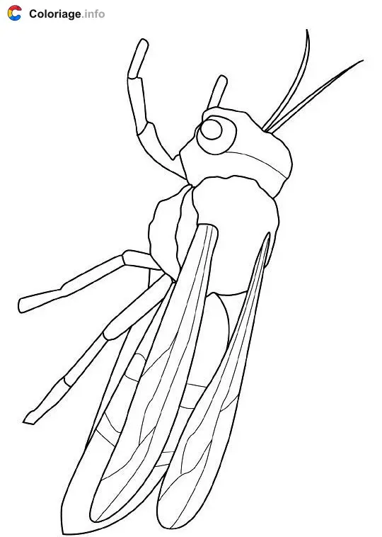 Coloriage Guêpe - Insectes à imprimer