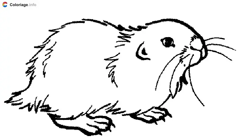 Coloriage Hamster - Hamster à imprimer