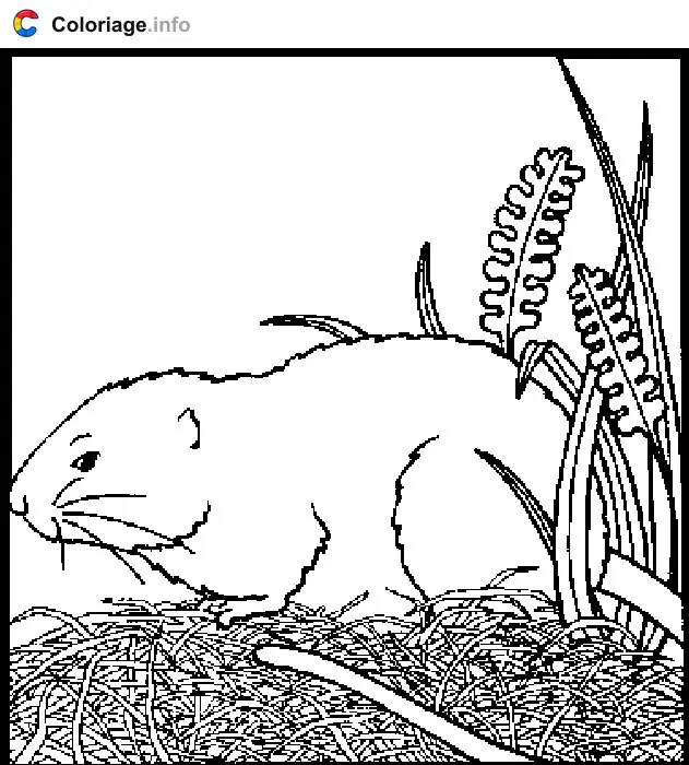 Coloriage Hamster dans la nature - Hamster à imprimer