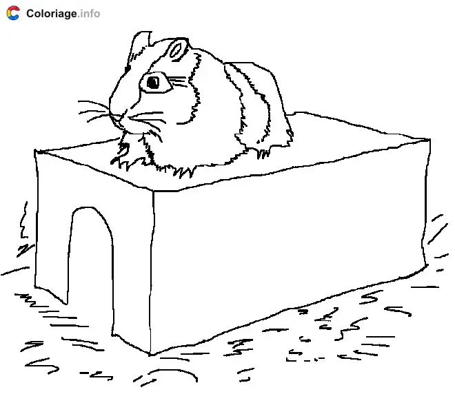 Coloriage Hamster sur sa boîte - Hamster à imprimer