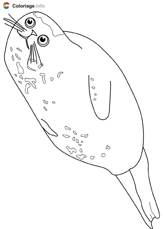 Coloriage Harbor seal - Océan à imprimer