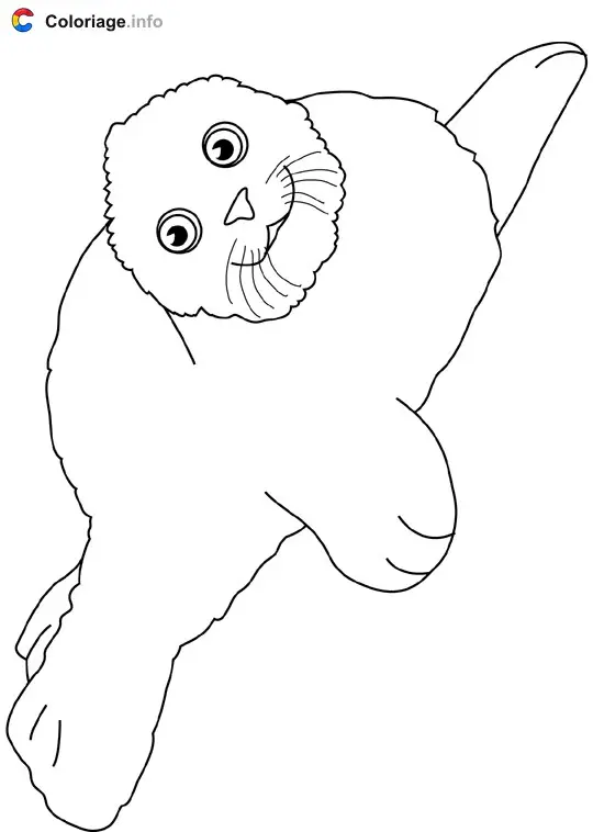 Coloriage Harp seal - Océan à imprimer