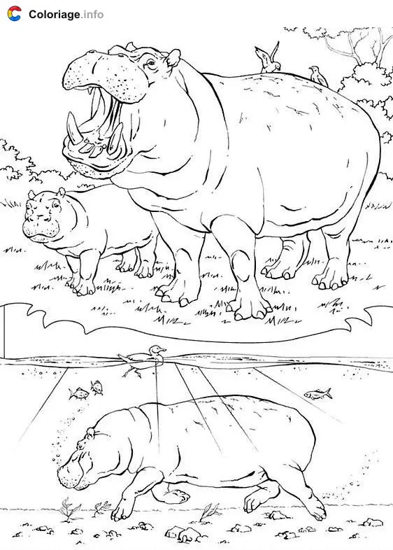 Coloriage Hippopotame sur terre et sous l'eau - Hippopotame à imprimer