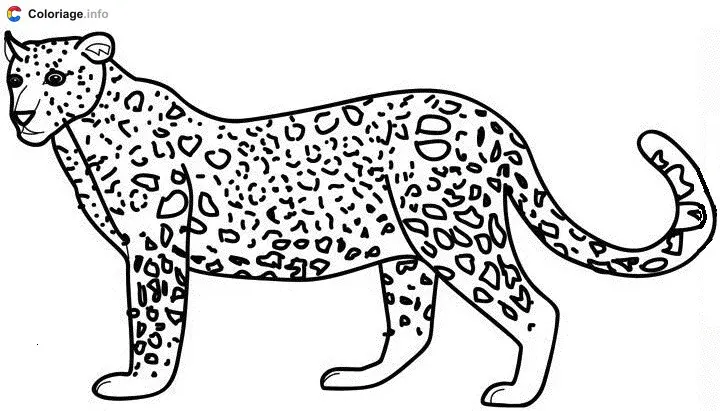 Coloriage Jolie guépard - Guépard à imprimer