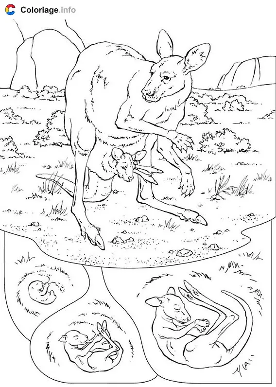 Coloriage Kangourou et son petit - Kangourou à imprimer