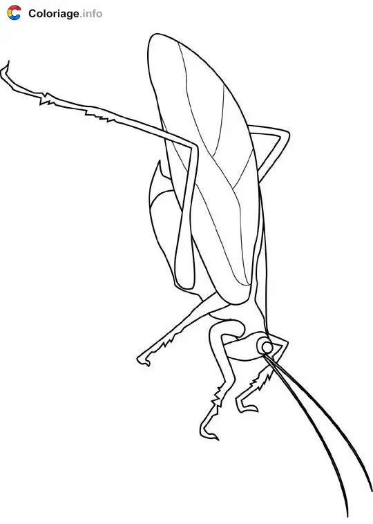 Coloriage Katydid - Insectes à imprimer