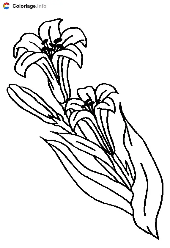 Coloriage Les fleurs de Lys étaient le symbole de la famille royale en France - Plantes à imprimer