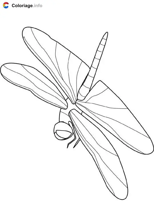 Coloriage Libellule - Insectes à imprimer