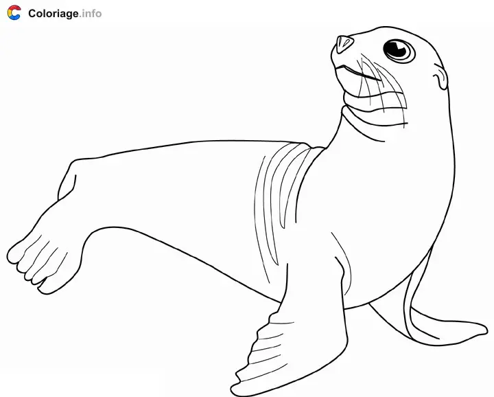 Coloriage Lion de mer - Phoque à imprimer