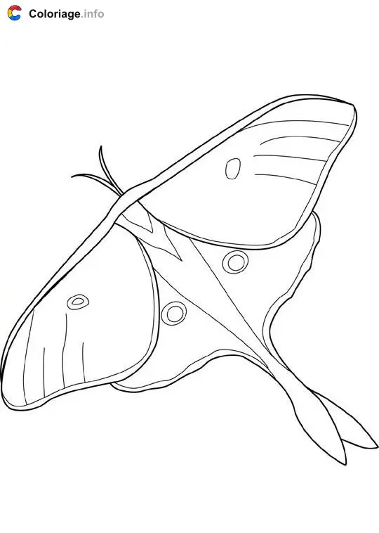 Coloriage Luna mite - Insectes à imprimer