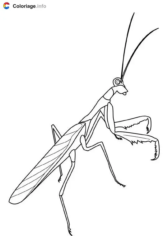 Coloriage Mante religieuse - Insectes à imprimer