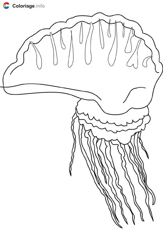 Coloriage Méduse 2 - Océan à imprimer