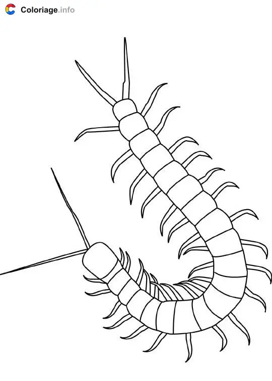 Coloriage Mille-pattes - Insectes à imprimer