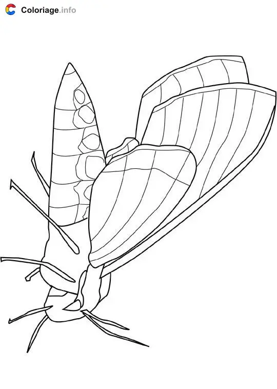 Coloriage Mite - Insectes à imprimer