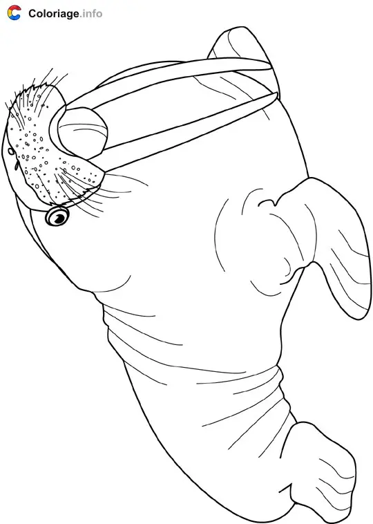 Coloriage Morse - Océan à imprimer