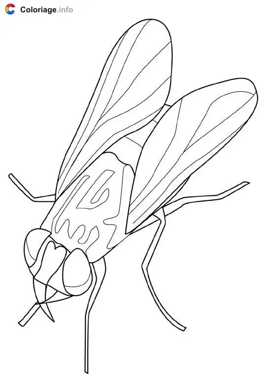 Coloriage Mouche - Insectes à imprimer