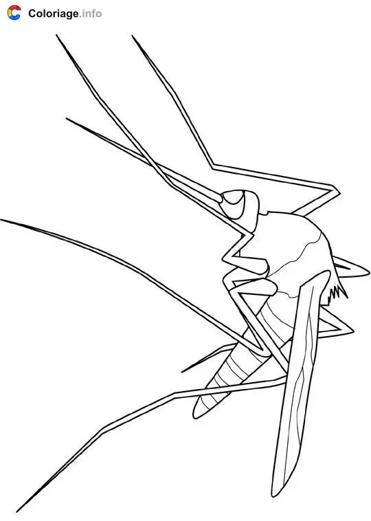 Coloriage Moustique - Insectes à imprimer