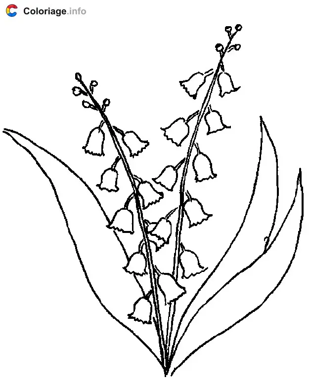 Coloriage Muguet de mai en porte-bonheur - Plantes à imprimer
