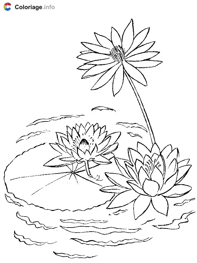 Coloriage Nénuphar sur un plan d'eau - Plantes à imprimer