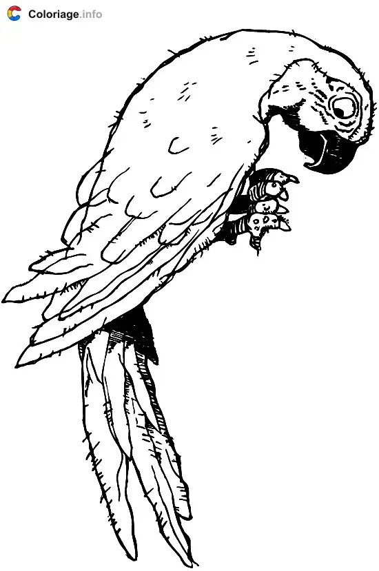 Parakeet and Parrot coloring page to print