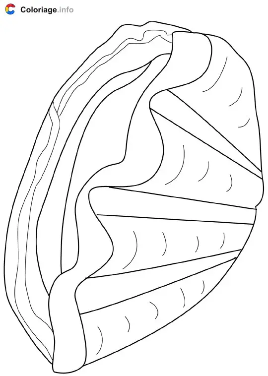 Coloriage Palourde - Crustacés à imprimer