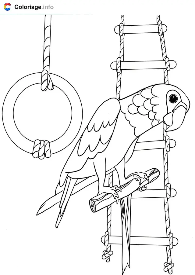 Coloriage Perroquet aime jouer - Perroquet à imprimer