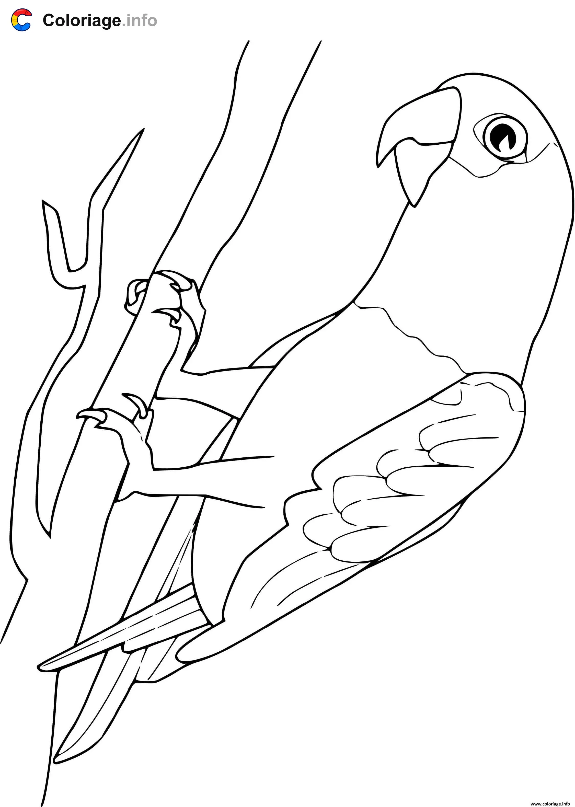 African Grey Parrot coloring page to print