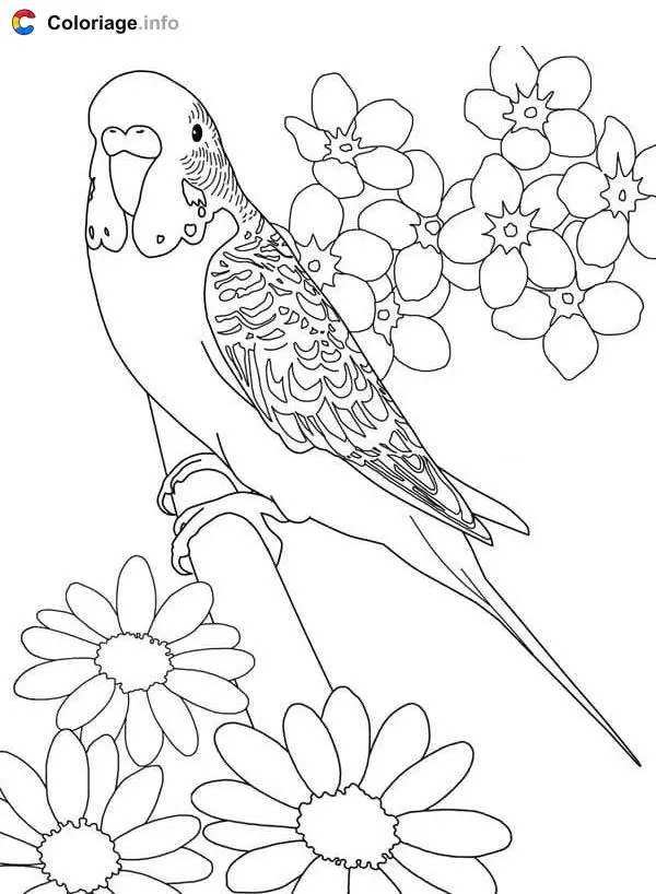 Colorful Parrot Plumage coloring page to print