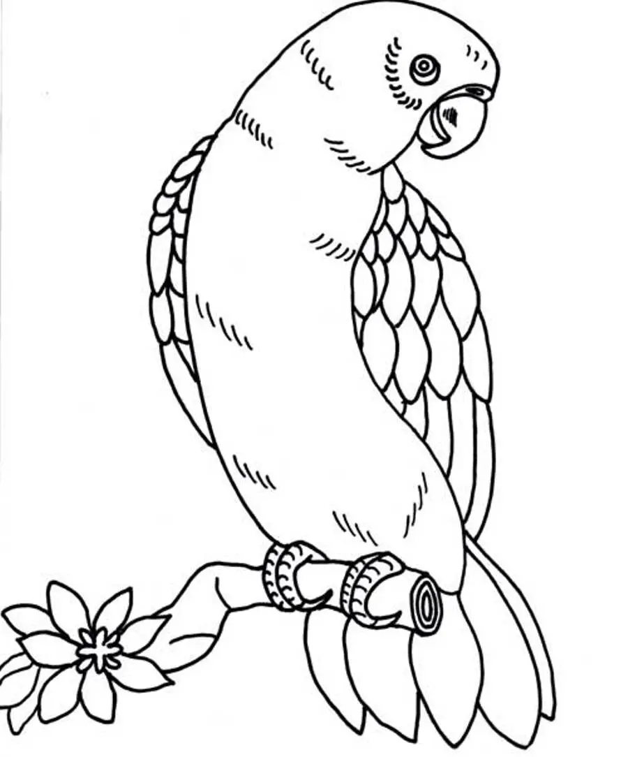Coloriage Perroquets Avec Des Plumes De Differentes Couleurs - Oiseau à imprimer