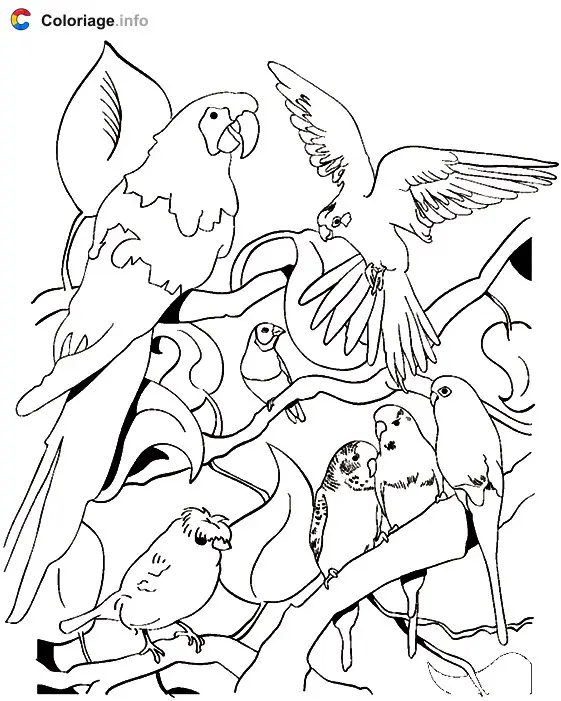 Parrots and Birds coloring page to print