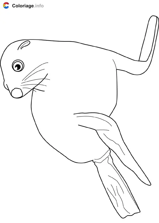 Coloriage Phoque - Océan à imprimer