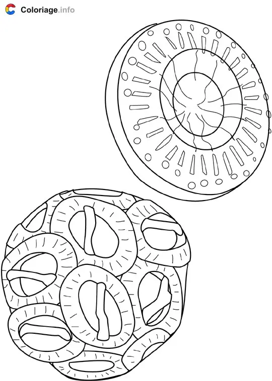Coloriage Phytoplancton - Océan à imprimer