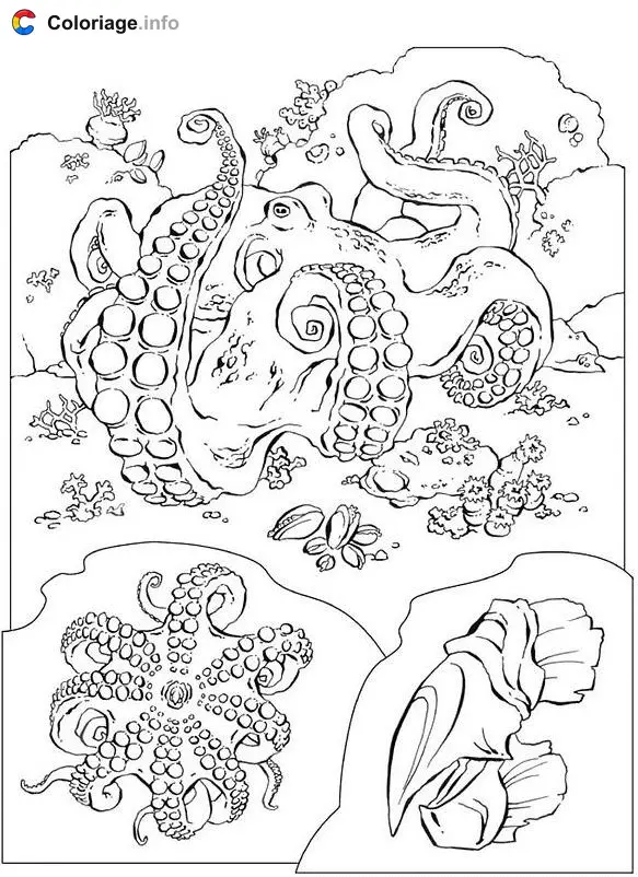 Coloriage Pieuvre réaliste en milieu marin - Pieuvre à imprimer