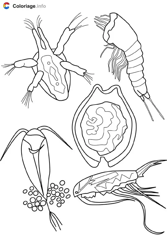 Coloriage Plancton - Océan à imprimer