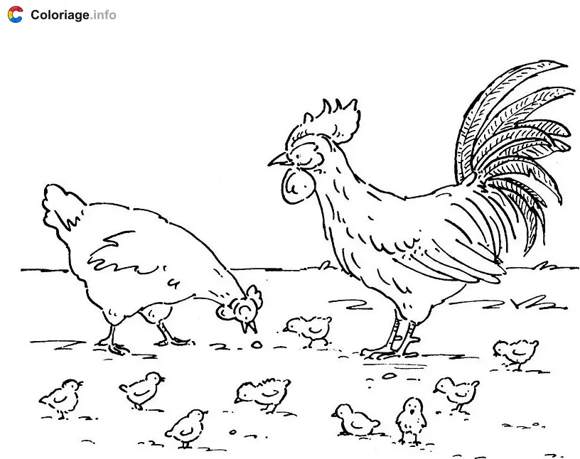 Coloriage Poule, coq et poussins - Coq à imprimer