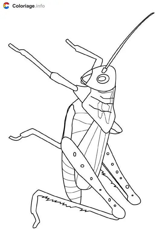 Coloriage Sauterelle - Insectes à imprimer