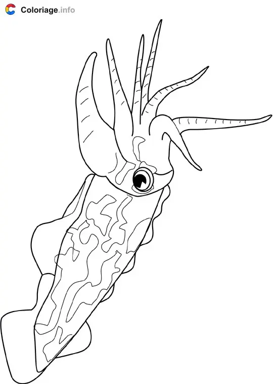 Coloriage Seiche - Crustacés à imprimer