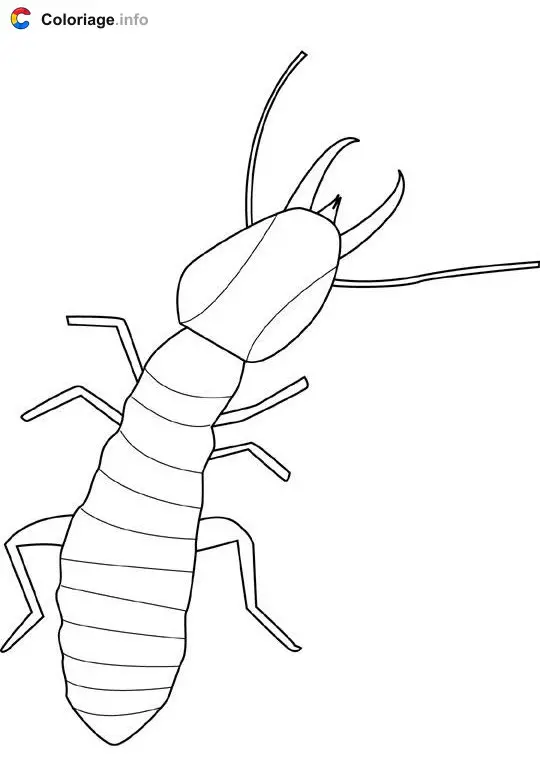Coloriage Termite - Insectes à imprimer