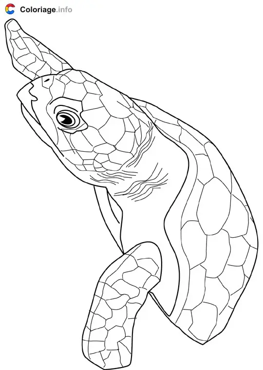 Coloriage Tortue 2 - Océan à imprimer
