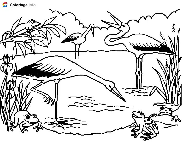 Coloriage Trois cigognes sur un étang pour manger des grenouilles - Cigogne à imprimer