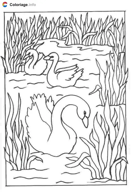 Coloriage Trois cygnes sur un lac - Cygne à imprimer