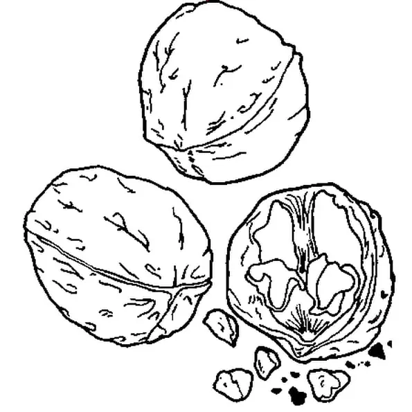 Coloriage Trois Noix - Noix à imprimer