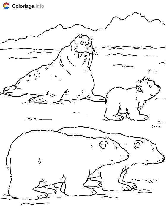 Coloriage Trois ours polaires et un morse sur la banquise - Ours à imprimer