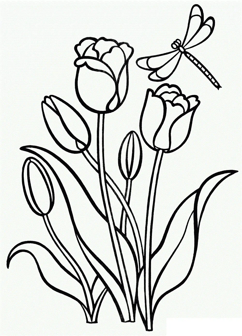 Coloriage Tulipe Clusiana en fleur - Tulipe à imprimer