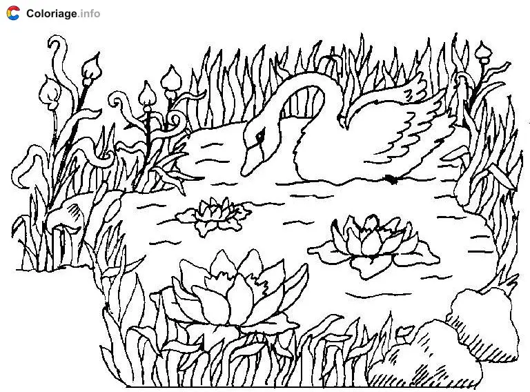 Coloriage Un cygne sur un étang - Cygne à imprimer